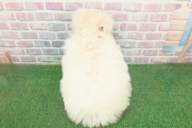 青森県のポメマル/マルポメ(ポメラニアン×マルチーズ) (Coo&RIKU八戸店/2025年11月23日生まれ/女の子/クリーム)の子犬の4枚目の画像