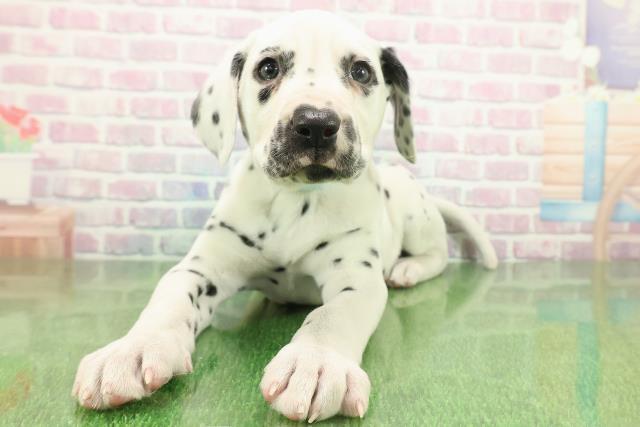 東京都のダルメシアン (Coo&RIKU足立本店/2025年11月22日生まれ/男の子/ホワイトブラック)の子犬の1枚目の画像