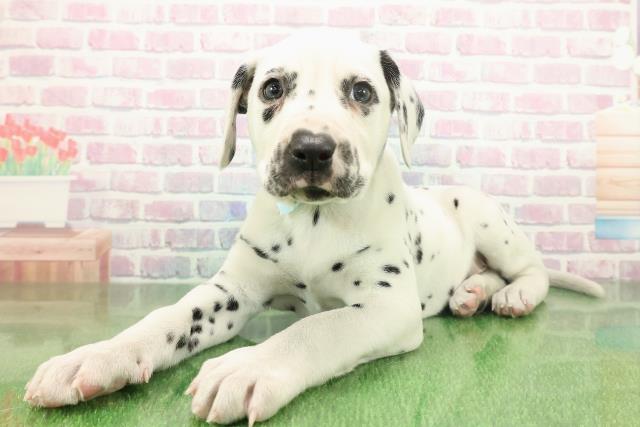 東京都のダルメシアン (Coo&RIKU足立本店/2025年11月22日生まれ/男の子/ホワイトブラック)の子犬の2枚目の画像