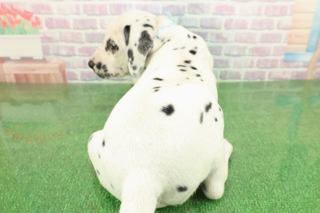 東京都のダルメシアン (Coo&RIKU足立本店/2025年11月22日生まれ/男の子/ホワイトブラック)の子犬の4枚目の画像