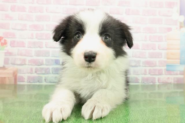 新潟県のボーダーコリー (Coo&RIKU新潟東店/2025年11月19日生まれ/男の子/ブラックホワイト)の子犬の1枚目の画像