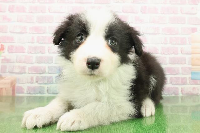 新潟県のボーダーコリー (Coo&RIKU新潟東店/2025年11月19日生まれ/男の子/ブラックホワイト)の子犬の2枚目の画像