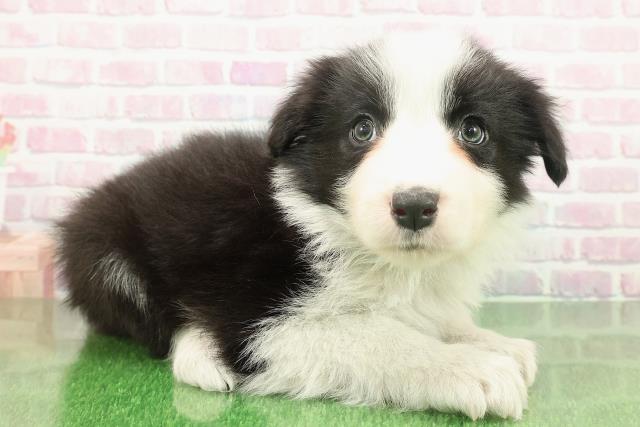 新潟県のボーダーコリー (Coo&RIKU新潟東店/2025年11月19日生まれ/男の子/ブラックホワイト)の子犬の3枚目の画像