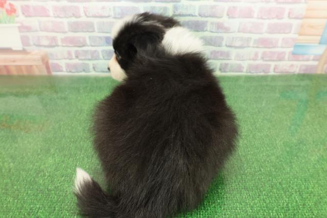 新潟県のボーダーコリー (Coo&RIKU新潟東店/2025年11月19日生まれ/男の子/ブラックホワイト)の子犬の4枚目の画像