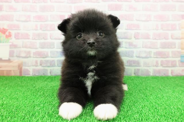 北海道のポメラニアン (Coo&RIKU北見店/2025年11月21日生まれ/男の子/ブラックホワイト)の子犬