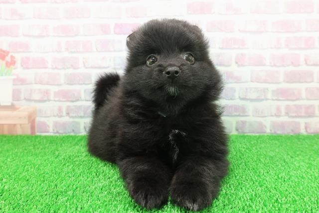 北海道のポメラニアン (Coo&RIKU函館店/2025年11月21日生まれ/男の子/ブラックホワイト)の子犬