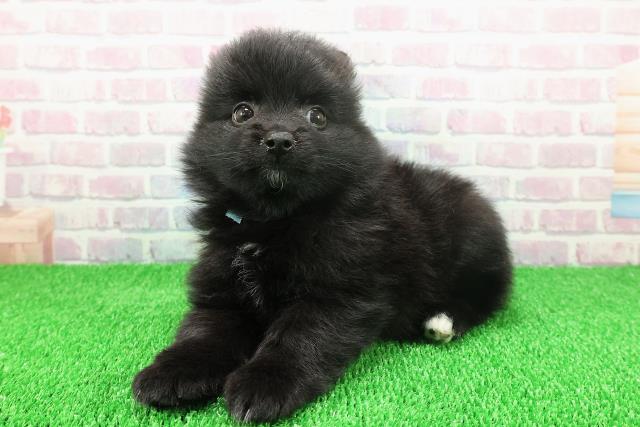 北海道のポメラニアン (Coo&RIKU函館店/2025年11月21日生まれ/男の子/ブラックホワイト)の子犬の2枚目の画像