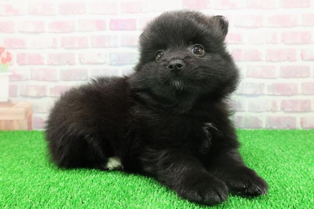 北海道のポメラニアン (Coo&RIKU函館店/2025年11月21日生まれ/男の子/ブラックホワイト)の子犬の3枚目の画像