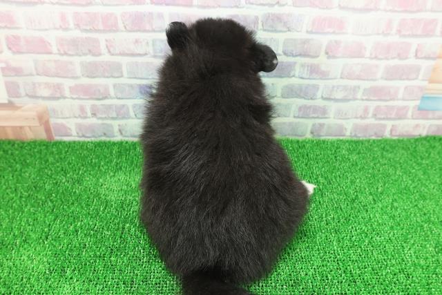 北海道のポメラニアン (Coo&RIKU函館店/2025年11月21日生まれ/男の子/ブラックホワイト)の子犬の4枚目の画像