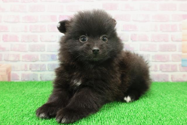 北海道のポメラニアン (Coo&RIKU札幌東店/2025年11月21日生まれ/女の子/ブラックホワイト)の子犬の2枚目の画像