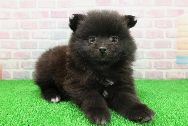 北海道のポメラニアン (Coo&RIKU札幌東店/2025年11月21日生まれ/女の子/ブラックホワイト)の子犬の3枚目の画像