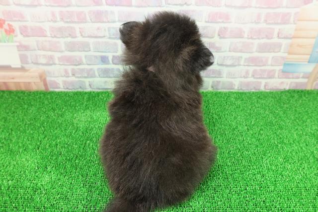 北海道のポメラニアン (Coo&RIKU札幌東店/2025年11月21日生まれ/女の子/ブラックホワイト)の子犬の4枚目の画像