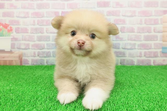 東京都のポメラニアン (Coo&RIKU江戸川店/2025年11月21日生まれ/女の子/オレンジ)の子犬の1枚目の画像