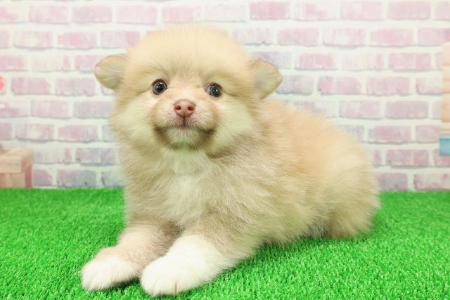 東京都のポメラニアン (Coo&RIKU江戸川店/2025年11月21日生まれ/女の子/オレンジ)の子犬の2枚目の画像