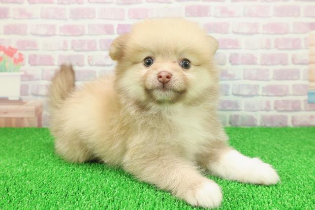 東京都のポメラニアン (Coo&RIKU江戸川店/2025年11月21日生まれ/女の子/オレンジ)の子犬の3枚目の画像