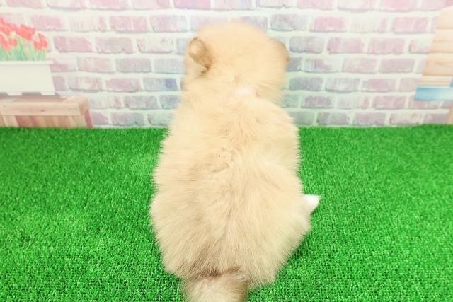 東京都のポメラニアン (Coo&RIKU江戸川店/2025年11月21日生まれ/女の子/オレンジ)の子犬の4枚目の画像