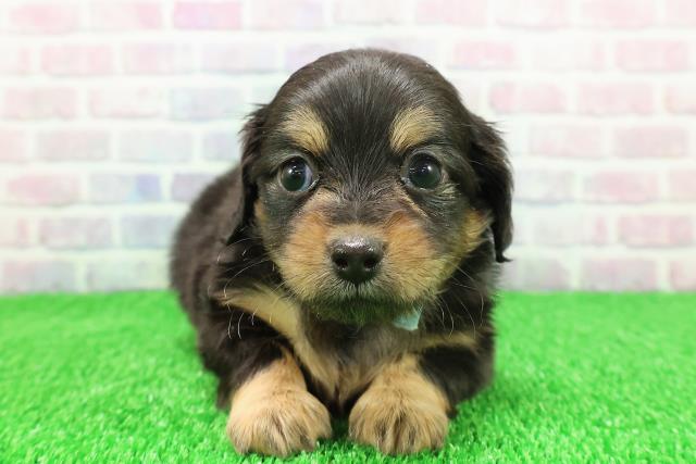 石川県のチワックス(チワワ×ダックス) (Coo&RIKUイオン野々市南店/2025年11月22日生まれ/男の子/ブラックタン)の子犬の1枚目の画像