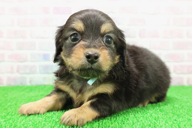 石川県のチワックス(チワワ×ダックス) (Coo&RIKUイオン野々市南店/2025年11月22日生まれ/男の子/ブラックタン)の子犬の2枚目の画像