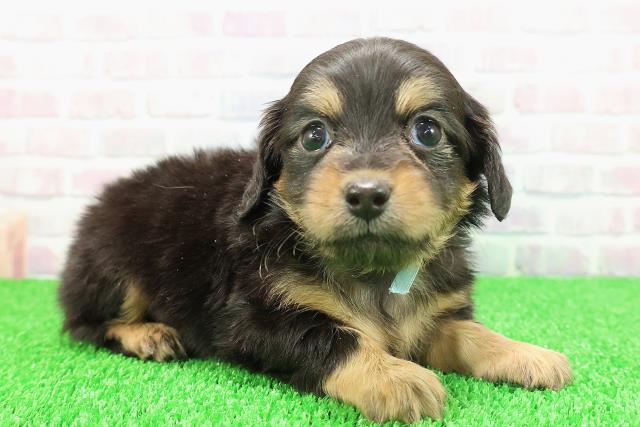 石川県のチワックス(チワワ×ダックス) (Coo&RIKUイオン野々市南店/2025年11月22日生まれ/男の子/ブラックタン)の子犬の3枚目の画像