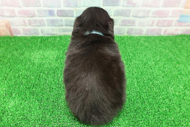 石川県のチワックス(チワワ×ダックス) (Coo&RIKUイオン野々市南店/2025年11月22日生まれ/男の子/ブラックタン)の子犬の4枚目の画像