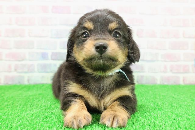 青森県のチワックス(チワワ×ダックス) (Coo&RIKU八戸店/2025年11月22日生まれ/男の子/ブラックタンホワイト)の子犬の1枚目の画像