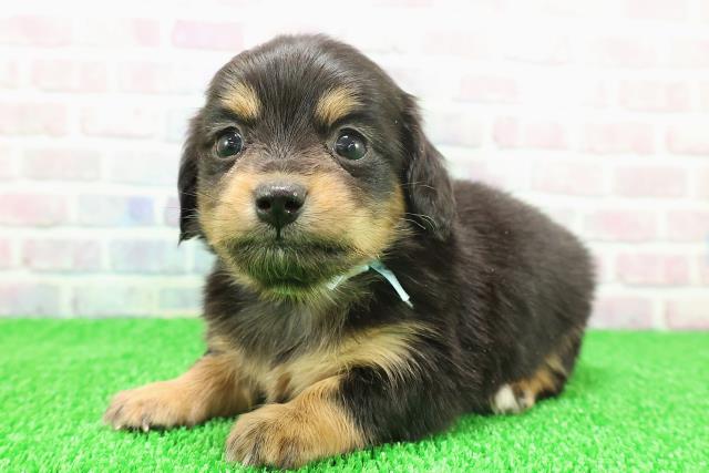 青森県のチワックス(チワワ×ダックス) (Coo&RIKU八戸店/2025年11月22日生まれ/男の子/ブラックタンホワイト)の子犬の2枚目の画像