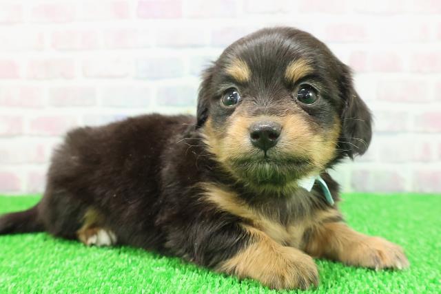 青森県のチワックス(チワワ×ダックス) (Coo&RIKU八戸店/2025年11月22日生まれ/男の子/ブラックタンホワイト)の子犬の3枚目の画像