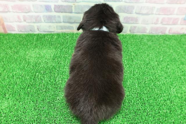 青森県のチワックス(チワワ×ダックス) (Coo&RIKU八戸店/2025年11月22日生まれ/男の子/ブラックタンホワイト)の子犬の4枚目の画像