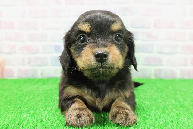 千葉県のチワックス(チワワ×ダックス) (Coo&RIKU市原店/2025年11月22日生まれ/女の子/ブラックタンホワイト)の子犬の1枚目の画像