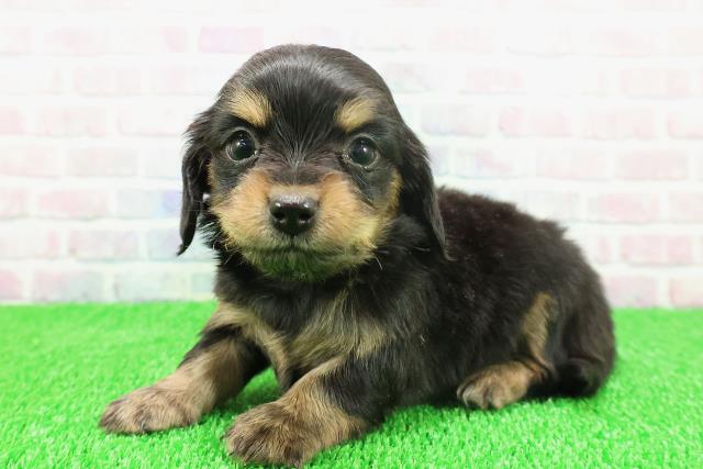 千葉県のチワックス(チワワ×ダックス) (Coo&RIKU市原店/2025年11月22日生まれ/女の子/ブラックタンホワイト)の子犬の2枚目の画像