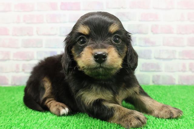 千葉県のチワックス(チワワ×ダックス) (Coo&RIKU市原店/2025年11月22日生まれ/女の子/ブラックタンホワイト)の子犬の3枚目の画像