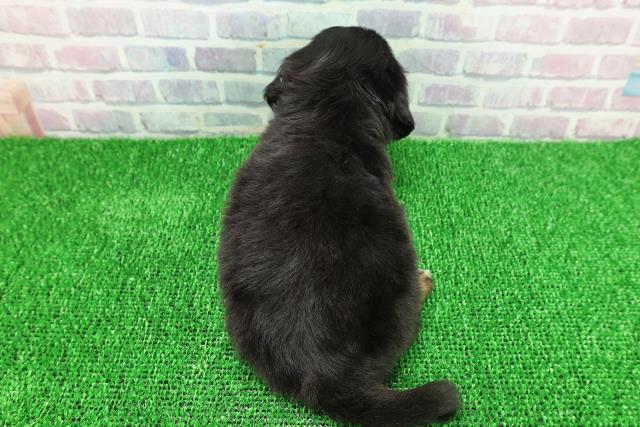 千葉県のチワックス(チワワ×ダックス) (Coo&RIKU市原店/2025年11月22日生まれ/女の子/ブラックタンホワイト)の子犬の4枚目の画像