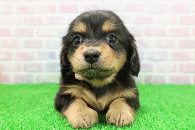 秋田県のチワックス(チワワ×ダックス) (Coo&RIKU秋田店/2025年11月22日生まれ/女の子/ブラックタンホワイト)の子犬の1枚目の画像