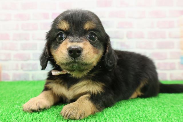 秋田県のチワックス(チワワ×ダックス) (Coo&RIKU秋田店/2025年11月22日生まれ/女の子/ブラックタンホワイト)の子犬の2枚目の画像