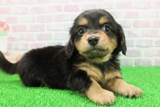 秋田県のチワックス(チワワ×ダックス) (Coo&RIKU秋田店/2025年11月22日生まれ/女の子/ブラックタンホワイト)の子犬の3枚目の画像