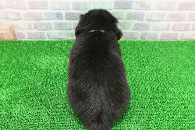 秋田県のチワックス(チワワ×ダックス) (Coo&RIKU秋田店/2025年11月22日生まれ/女の子/ブラックタンホワイト)の子犬の4枚目の画像