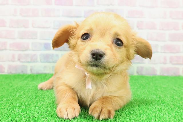 北海道のチワックス(チワワ×ダックス) (Coo&RIKU函館店/2025年11月15日生まれ/女の子/ゴールド)の子犬