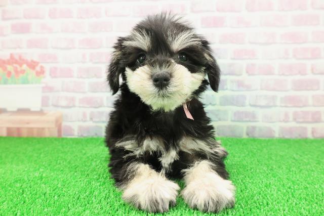 東京都のミニチュアシュナウザー (Coo&RIKU中野サンモール店/2025年11月22日生まれ/女の子/ブラックシルバー)の子犬の1枚目の画像