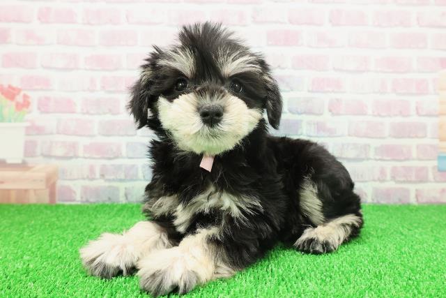 東京都のミニチュアシュナウザー (Coo&RIKU中野サンモール店/2025年11月22日生まれ/女の子/ブラックシルバー)の子犬の2枚目の画像