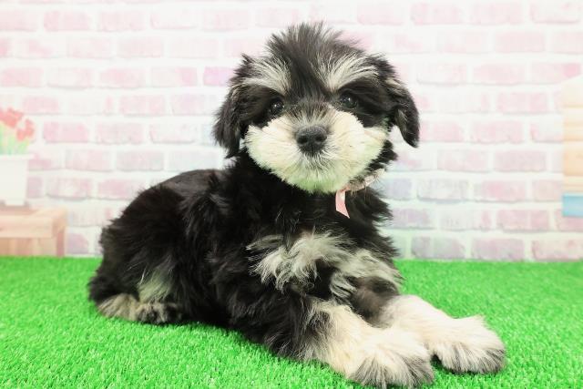 東京都のミニチュアシュナウザー (Coo&RIKU中野サンモール店/2025年11月22日生まれ/女の子/ブラックシルバー)の子犬の3枚目の画像