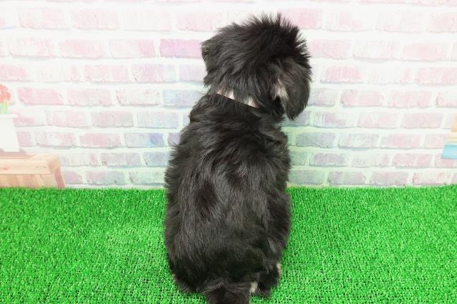 東京都のミニチュアシュナウザー (Coo&RIKU中野サンモール店/2025年11月22日生まれ/女の子/ブラックシルバー)の子犬の4枚目の画像