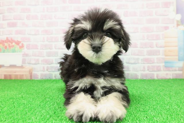 東京都のミニチュアシュナウザー (Coo&RIKU池袋西口店/2025年11月22日生まれ/男の子/ブラックシルバー)の子犬の1枚目の画像