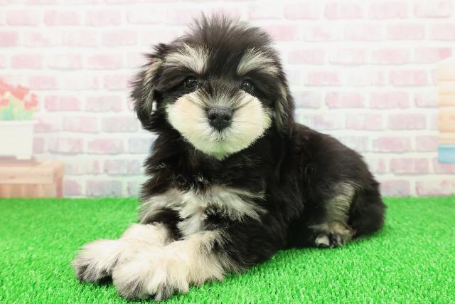 東京都のミニチュアシュナウザー (Coo&RIKU池袋西口店/2025年11月22日生まれ/男の子/ブラックシルバー)の子犬の2枚目の画像