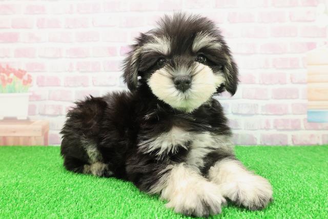 東京都のミニチュアシュナウザー (Coo&RIKU池袋西口店/2025年11月22日生まれ/男の子/ブラックシルバー)の子犬の3枚目の画像