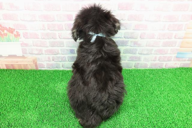 東京都のミニチュアシュナウザー (Coo&RIKU池袋西口店/2025年11月22日生まれ/男の子/ブラックシルバー)の子犬の4枚目の画像