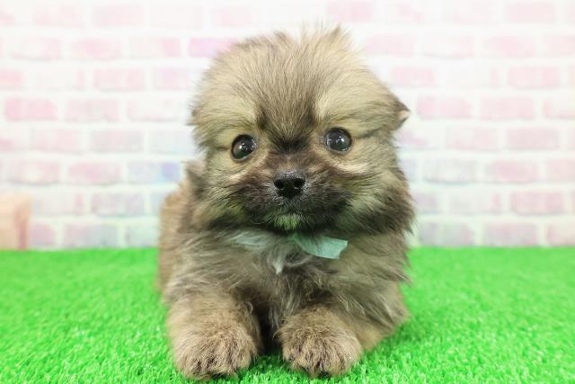 東京都のポメチワ/チワポメ/ポメチー(ポメラニアン×チワワ) (Coo&RIKU中野サンモール店/2025年11月22日生まれ/男の子/オレンジセーブル)の子犬の1枚目の画像