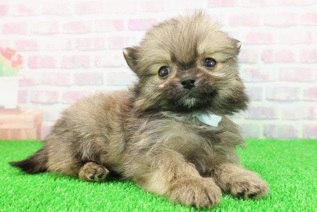 東京都のポメチワ/チワポメ/ポメチー(ポメラニアン×チワワ) (Coo&RIKU中野サンモール店/2025年11月22日生まれ/男の子/オレンジセーブル)の子犬の3枚目の画像