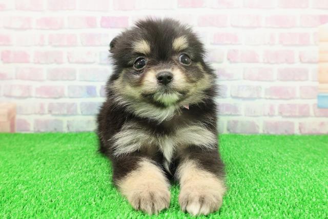 千葉県のポメチワ/チワポメ/ポメチー(ポメラニアン×チワワ) (Coo&RIKU市原店/2025年11月22日生まれ/女の子/ブラックタンホワイト)の子犬の1枚目の画像