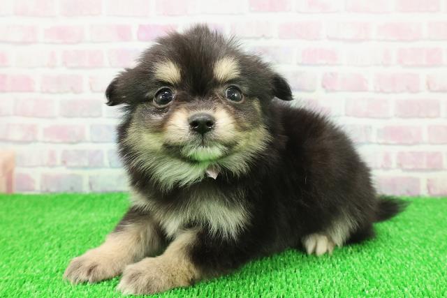 千葉県のポメチワ/チワポメ/ポメチー(ポメラニアン×チワワ) (Coo&RIKU市原店/2025年11月22日生まれ/女の子/ブラックタンホワイト)の子犬の2枚目の画像