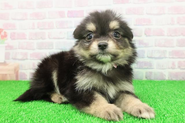 千葉県のポメチワ/チワポメ/ポメチー(ポメラニアン×チワワ) (Coo&RIKU市原店/2025年11月22日生まれ/女の子/ブラックタンホワイト)の子犬の3枚目の画像